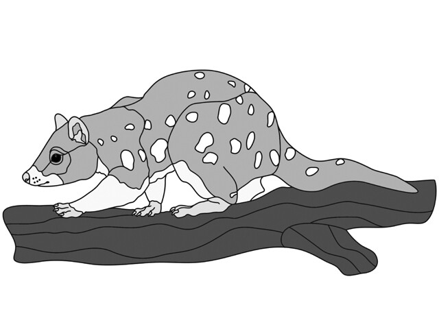 Tiger Quoll