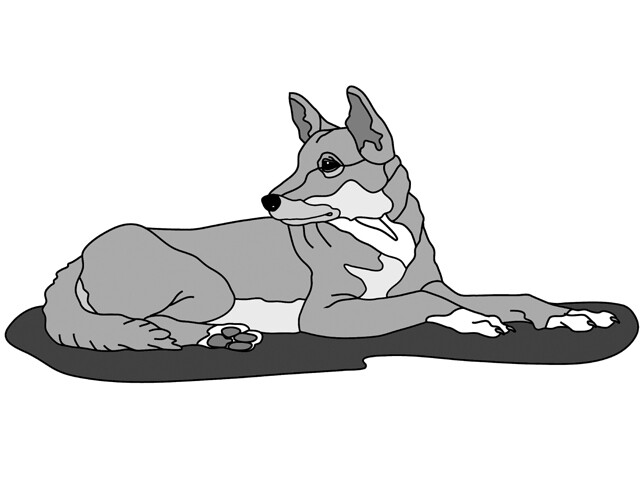 Dingo