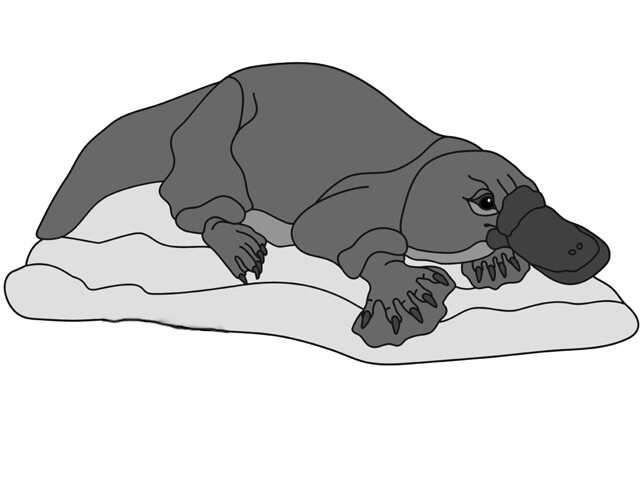 Platypus