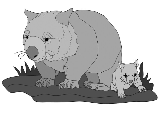 Wombat and baby