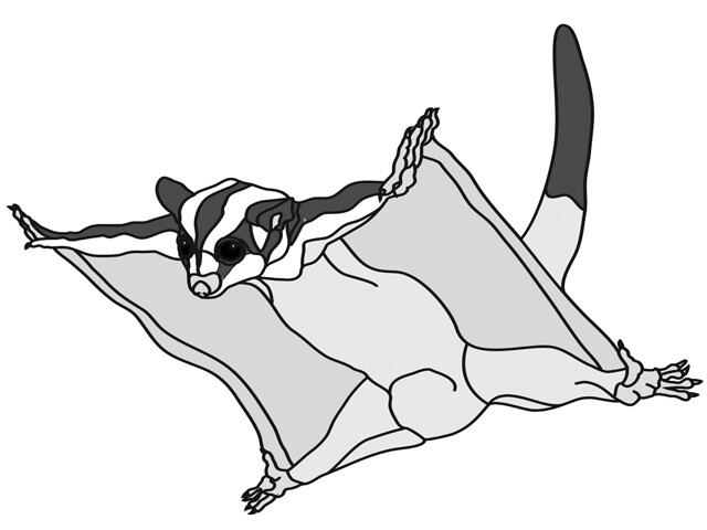 Sugar Gliders