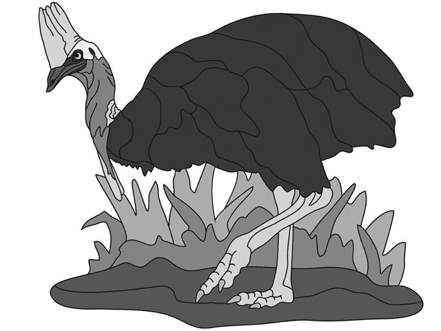 Cassowary