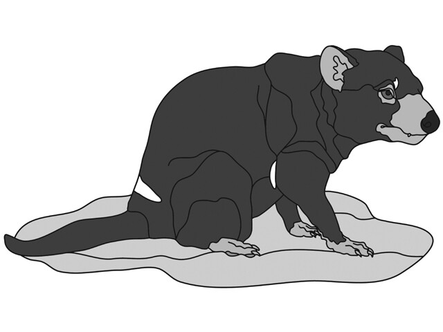 Tasmanian Devil