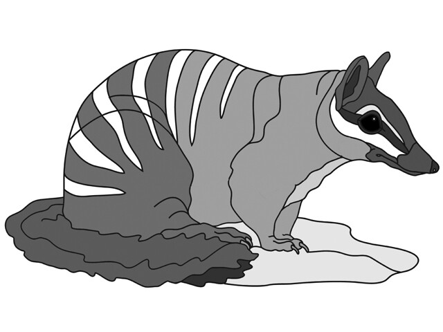 Numbat
