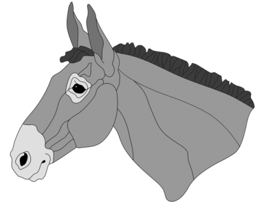 Mule Head