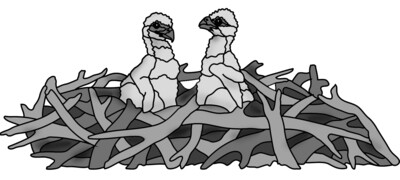 Eaglets  in Nest