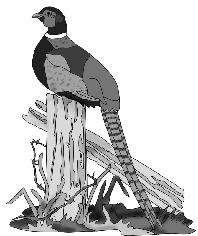 Sitting Pheasant