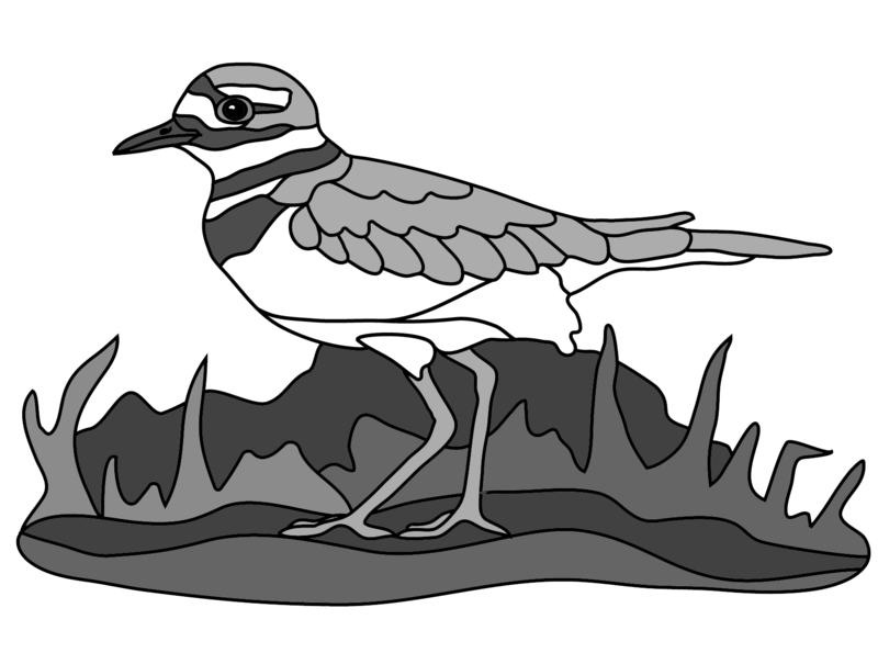 Killdeer
