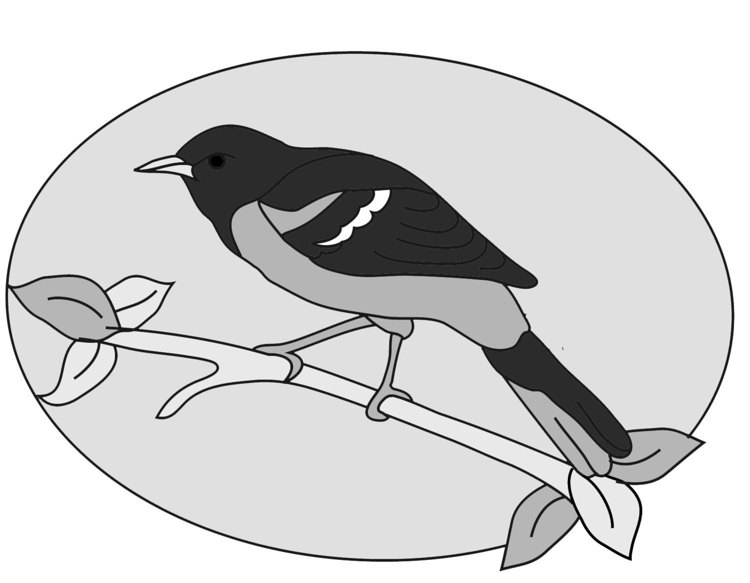 Baltimore Oriole