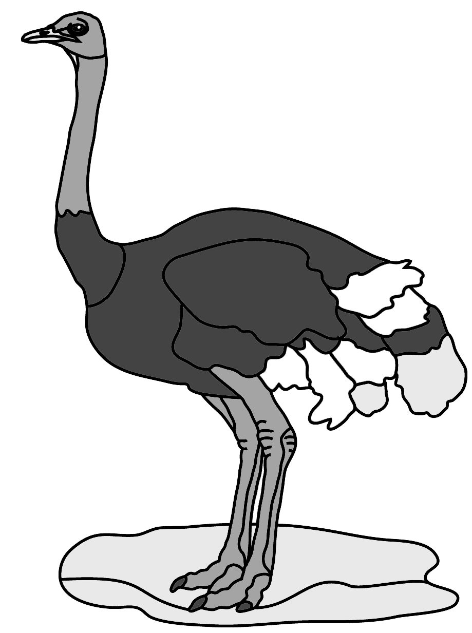 Ostrich
