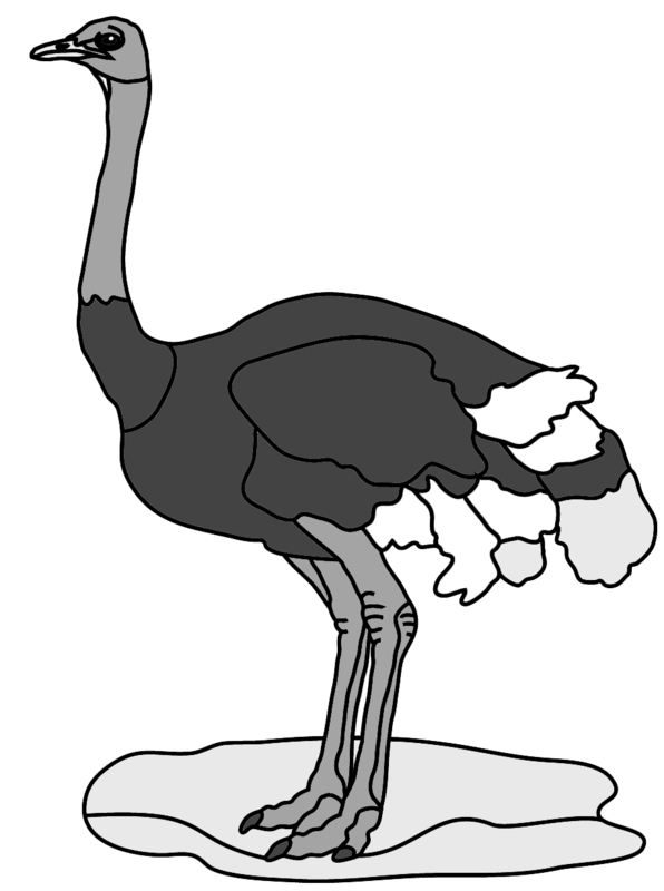 Ostrich