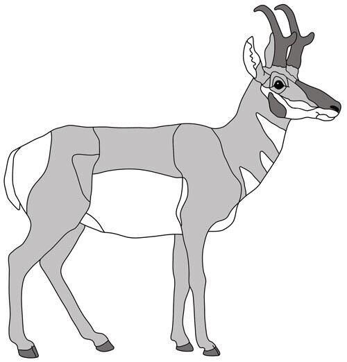 Pronghorn Standing