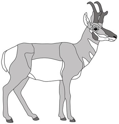 Pronghorn Standing