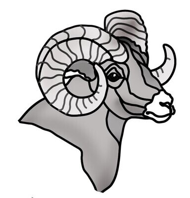 Bighorn Ram Head #2
