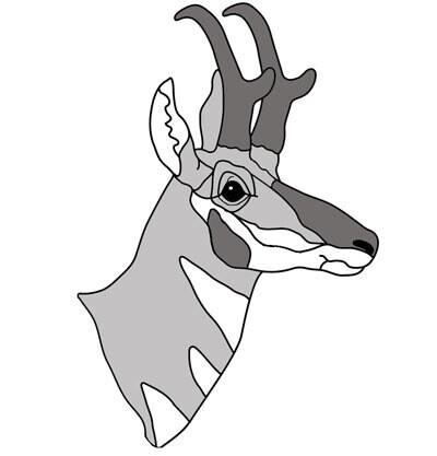 Pronghorn Head #2