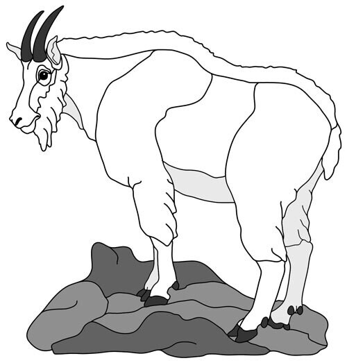 Mt. Goat Standing