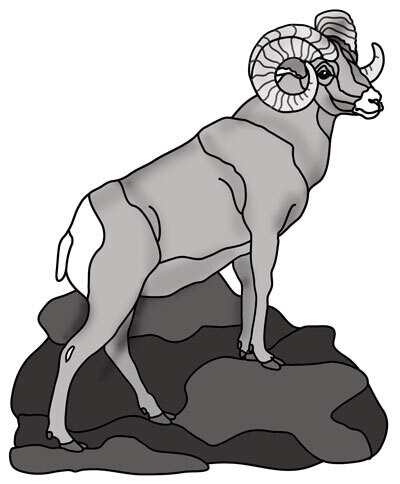 Big Horn Ram standing
