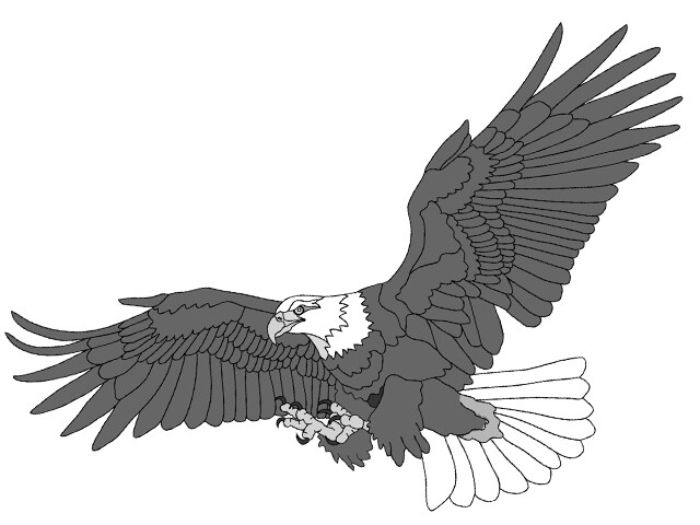 Eagle Flying Oversized