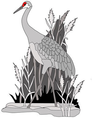 Sandhill Crane