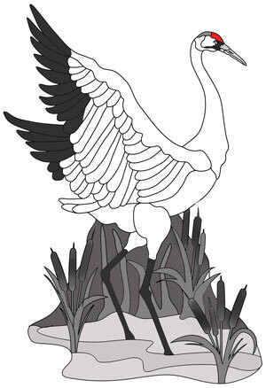 Whooping Crane