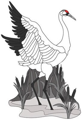Whooping Crane
