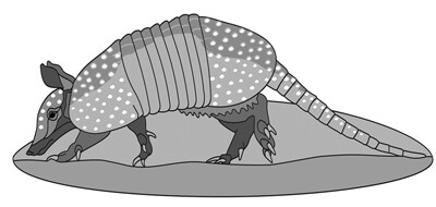 Armadillo