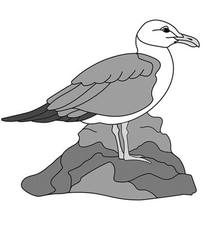 Gull Standing