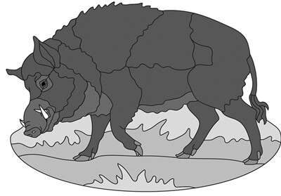 Wild Boar