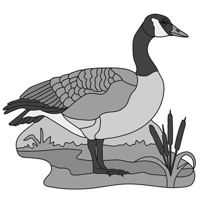 Canadian Goose Standing