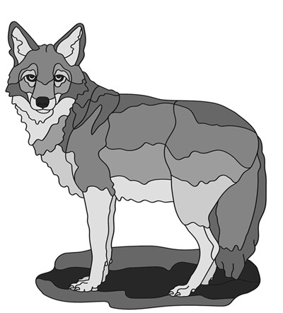 Coyote standing