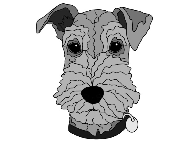 Airedale Head #2