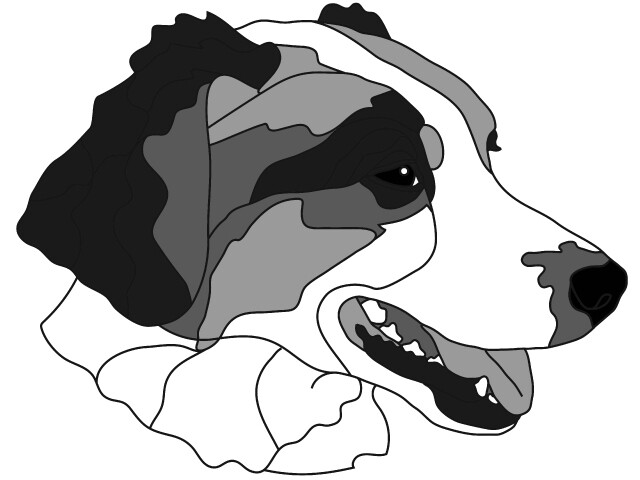 Australian Shepherd Head #3