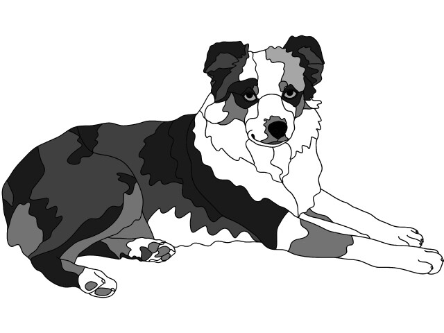 Australian Shepherd lying