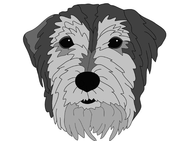 German Wire-Haired Pointer head