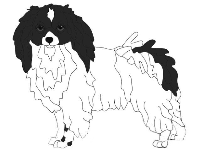 Drop Ear Papillon