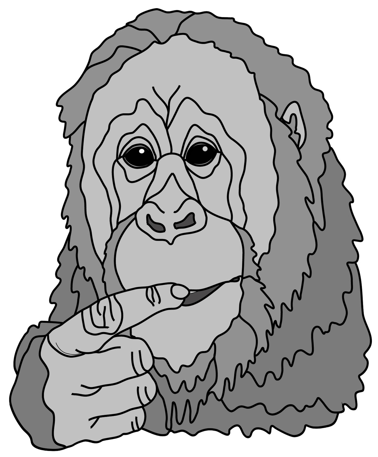 Orangutan