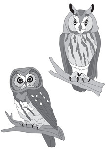 Boreal and Long-eared Owls