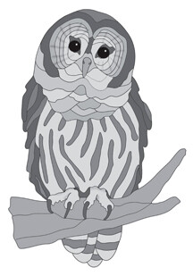 Barred Owl