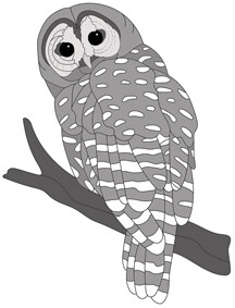 Spotted Owl