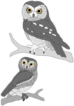 Elf and Saw-whet Owl