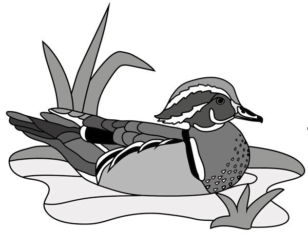 Wood Duck
