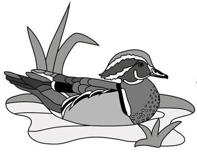 Wood Duck