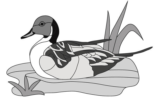 Pintail Duck