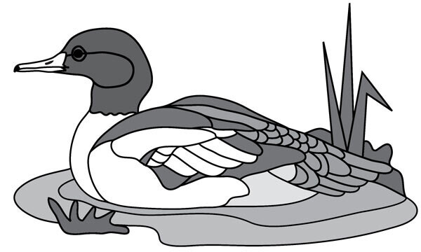 Merganser Duck