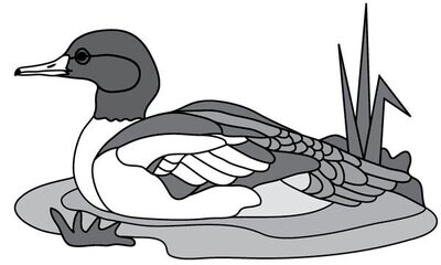 Merganser Duck