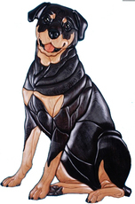 Dogs M - R