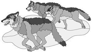 Running Wolves