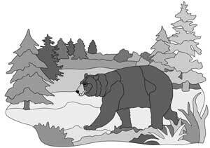 Backcountry Black Bear