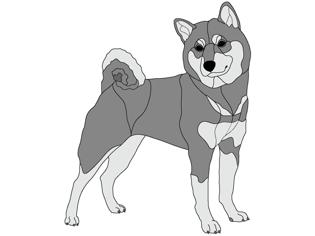 Shiba Inu Standing
