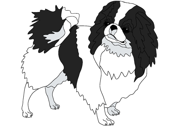 Japanese Chin Standing